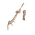 Dipterus 1