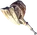 Crushing Beak 1